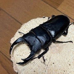 【取り引き中】国産オオクワガタ【能勢SR血統】⑱の画像