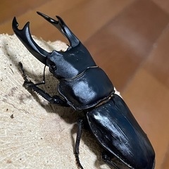 【取り引き中】国産オオクワガタ【能勢SR血統】⑱の画像