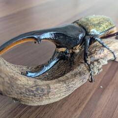 ヘラクレスオオカブト　幼虫　（初齢・2齢）　400円/匹の画像
