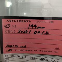 ヘラクレスオオカブト　幼虫　（初齢・2齢）　400円/匹の画像