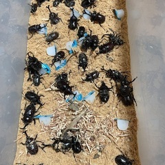 カブトムシペア(大量入荷致しました)の画像