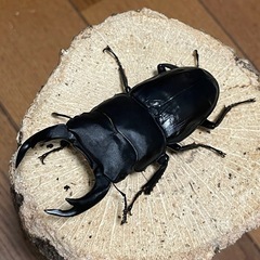 国産オオクワガタ【能勢SR血統】⑲の画像