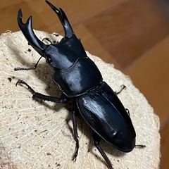 国産オオクワガタ【能勢SR血統】⑲の画像