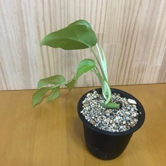 ②ヒメモンステラ 観葉植物の画像