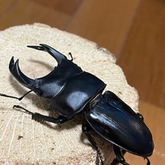 国産オオクワガタ【能勢SR血統】⑳の画像