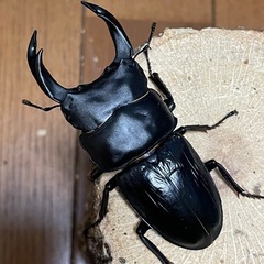 国産オオクワガタ【能勢SR血統】⑳の画像