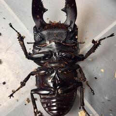 ♂94.6mm×♀48.4mm　スマトラヒラタアチェ同腹ペアの画像
