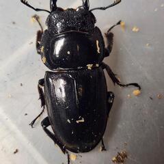 ♂94.6mm×♀48.4mm　スマトラヒラタアチェ同腹ペアの画像