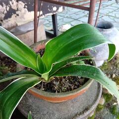 斑入りのオモトの画像