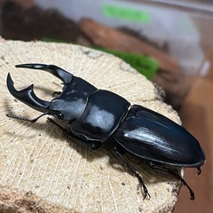 国産オオクワガタ【能勢SR血統】㉑の画像