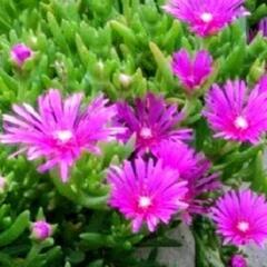 マツバギク（松葉菊）果肉植物　根付き　の画像