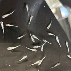 飼育終了品種　忘却の翼メダカ　めだか　幼魚(約１センチ〜) ８匹５００円 の画像
