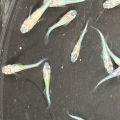 飼育終了品種　忘却の翼メダカ　めだか　幼魚(約１センチ〜) ８匹５００円 の画像