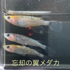 飼育終了品種　忘却の翼メダカ　めだか　幼魚(約１センチ〜) ８匹５００円 の画像