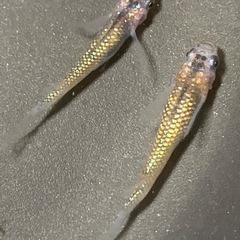 飼育終了品種　忘却の翼メダカ　めだか　幼魚(約１センチ〜) ８匹５００円 の画像