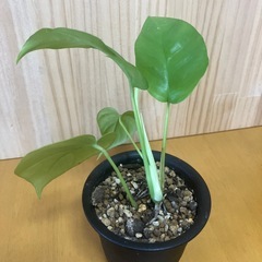 ④ヒメモンステラ 観葉植物の画像