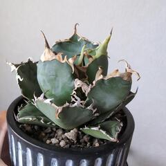 アガベ  白鯨の画像