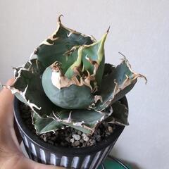 アガベ  白鯨の画像