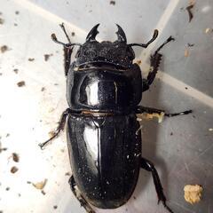 ♂96.4mm×♀51.4mm　スマトラヒラタアチェ同腹ペアの画像