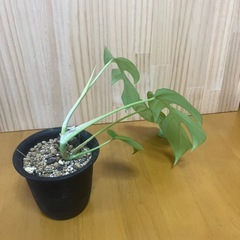 ⑤ヒメモンステラ 観葉植物の画像