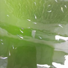 今年産まれたメダカの稚魚　申込者多数のため一旦ストップしますの画像