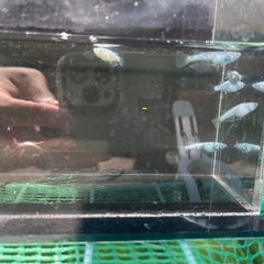 めだか メダカ レックウザ 1ペアの画像
