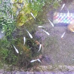 今年産まれたメダカの稚魚　申込者多数のため一旦ストップしますの画像