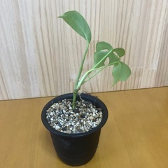 ⑥ヒメモンステラ 観葉植物の画像