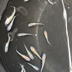 忘却の翼メダカ　めだか　若魚(約２センチ前後)　６匹５００円の画像