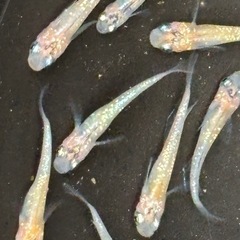 忘却の翼メダカ　めだか　若魚(約２センチ前後)　６匹５００円の画像