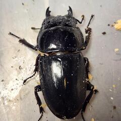 ♂97.1mm×♀50.3mm　スマトラヒラタアチェ同腹ペアの画像