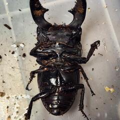 ♂97.1mm×♀50.3mm　スマトラヒラタアチェ同腹ペアの画像
