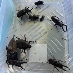カブトムシ、クワガタ無料
の画像