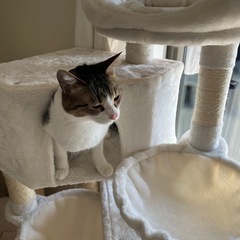 キャットタワー　mwpo の画像