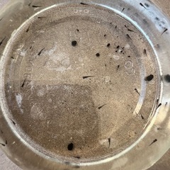 メダカ幼魚（和墨）10匹➕α➕レッドラムズホーン➕水草の画像