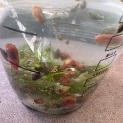 メダカ幼魚（和墨）10匹➕α➕レッドラムズホーン➕水草の画像