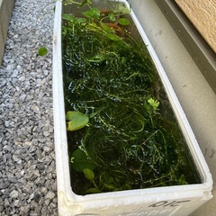メダカ幼魚（和墨）10匹➕α➕レッドラムズホーン➕水草の画像