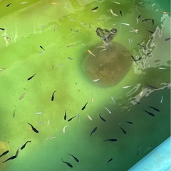 メダカ　ミックスの画像