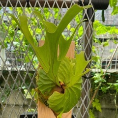 【観葉植物】 商談中　ビカクシダ　p. リドレイ　❶番の画像