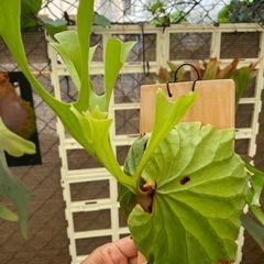 【観葉植物】 商談中　ビカクシダ　p. リドレイ　❶番の画像