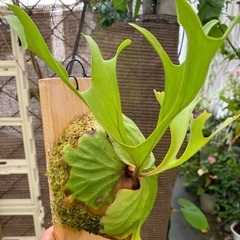 【観葉植物】 商談中　ビカクシダ　p. リドレイ　❶番の画像