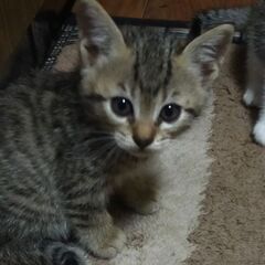里親募集です。