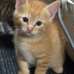 里親募集です。