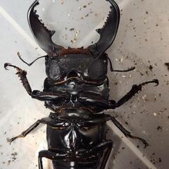 ♂84.4mm×♀41.6mm　スマトラヒラタアチェ異腹ペアの画像