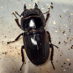 ♂84.4mm×♀41.6mm　スマトラヒラタアチェ異腹ペアの画像