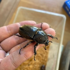 カブトムシ　オスメスペアの画像