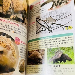 絵本　図鑑　ハッピーセット　3冊　条件ありの画像