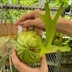 ランキングキーワードに紐づく投稿画像-観葉植物