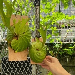 【観葉植物】 商談中　ビカクシダ　p. リドレイ　❷番の画像
