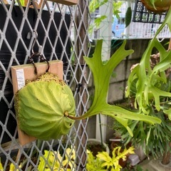 【観葉植物】 商談中　ビカクシダ　p. リドレイ　❷番の画像